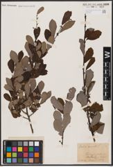 Foto von Salix aurita L.
